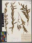 Foto von Salix triandra subsp. triandra L.